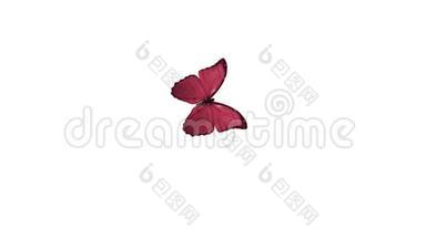 一只美丽的蝴蝶飞翔的动画。