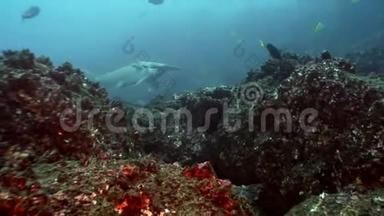 加拉帕戈斯群岛海底的锤头鲨鱼。