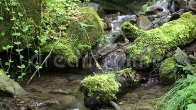 小溪在森林里用冷水