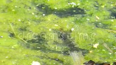 池塘上的小青蛙