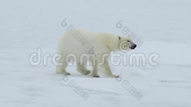 北极熊在北极行走。
