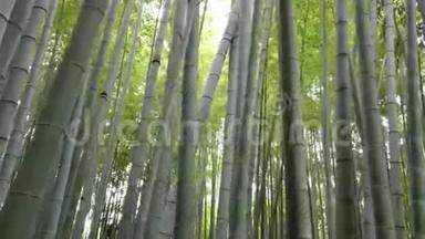 日本竹林-一个绝佳的娱乐场所