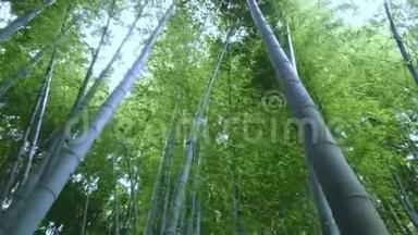 日本竹林-一个绝佳的娱乐场所
