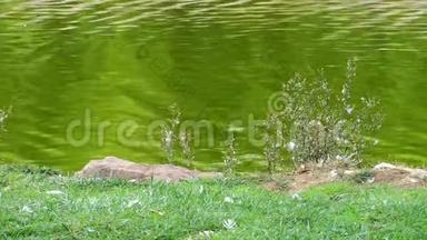 大自然中的绿湖水面