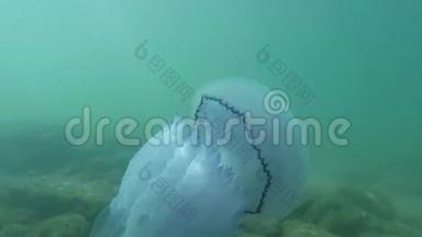 美杜莎水母在海水中慢慢漂浮