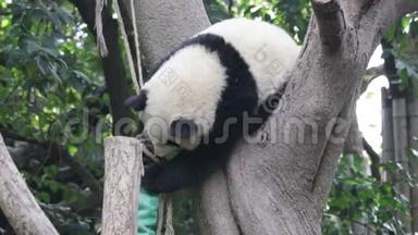 中国成都熊猫基地的绒毛熊猫幼崽