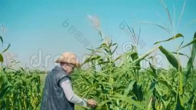 玉米地里的农夫撕裂玉米。 一个戴草帽的老人走在玉米地里，检查未来的收成