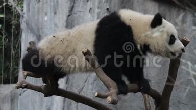 熊猫宝宝在树上玩耍中国<strong>成都</strong>