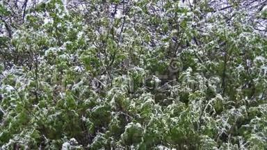四月，北方的旋风，大雪席卷绿树.