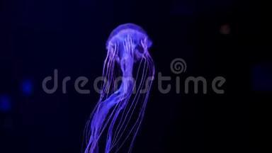 特写水母，美杜莎在鱼缸里用霓虹灯..