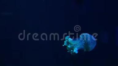 特写水母，美杜莎在鱼缸与霓虹灯。