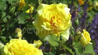 在<strong>伊丽莎白女王</strong>公园玫瑰园初夏盛开的明亮迷人的黄玫瑰
