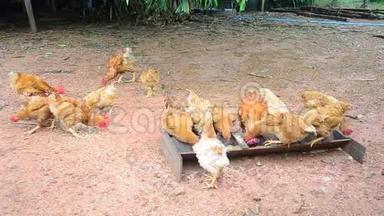 泰国最南部三个省农民经营的贝通养鸡场