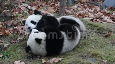 中国，小熊猫宝宝正在冷呢