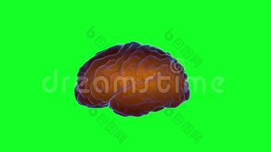 大脑冲动。 神经元系统。 人体解剖学。 传输脉冲和生成信息，绿色屏幕。