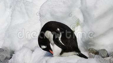 冰天雪地上的企鹅