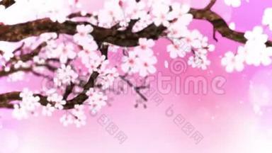 樱花盛开。 樱桃树枝。 樱花粉红色.. 樱花粉色背景.. CG循环动画。