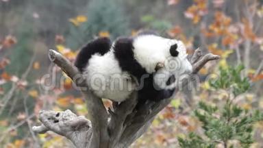 小熊猫小熊正在大树上嬉戏，中国