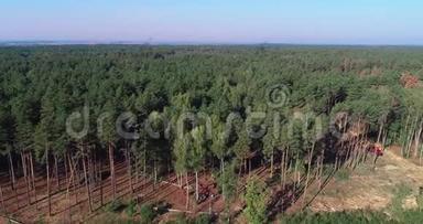 砍伐老松林、砍伐鸟瞰、工业规模的砍伐森林、砍伐森林和