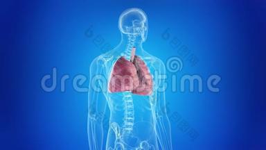 人类的肺