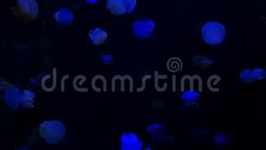 特写水母，美杜莎在鱼缸里用霓虹灯..