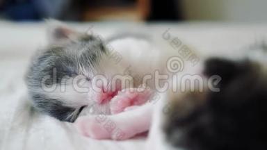 搞笑视频两只宠物可爱新生小猫睡眠生活方式团队合作床上.. 宠物概念宠物概念。 小猫