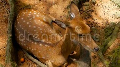 野生动物现场。 幼羽白尾鹿，周围森林中的野生哺乳动物。 斑点，生殖器，切特，轴