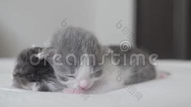 生活方式<strong>搞笑</strong>视频两只可爱的新生小猫<strong>睡觉</strong>团队在床上.. 宠物概念宠物概念。 小猫条纹
