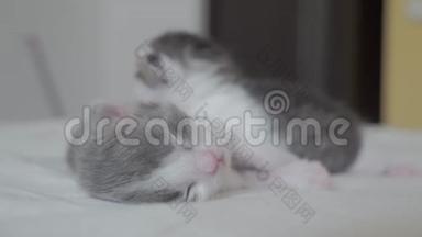 搞笑视频两只宠物可爱新生小猫睡觉团队在床上.. 宠物概念宠物概念。 小猫猫斑纹
