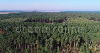 砍伐老松林，砍伐鸟瞰图，工业规模的砍伐森林，砍伐森林