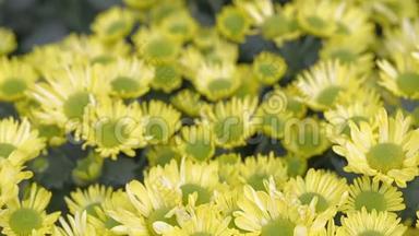 在阳光明媚的夏季或<strong>春日</strong>，花园中的黄花和绿叶背景用于美容装饰和农业设计