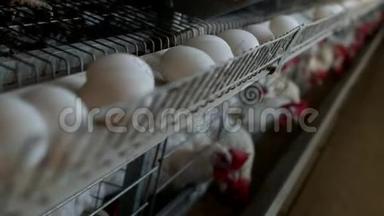 养鸡的家禽养殖场，鸡蛋经过转运体，鸡蛋，有机