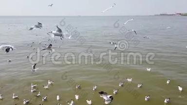泰国海滩上的海鸥鸟