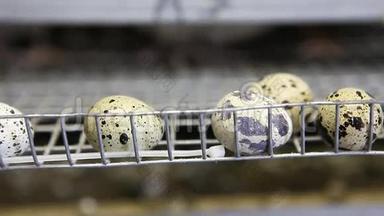 家禽养殖场笼中鹌鹑的卵