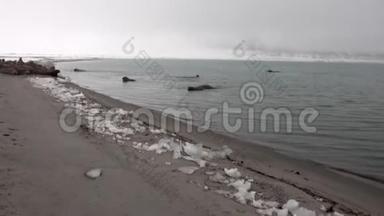在斯瓦尔巴的<strong>北冰洋</strong>雪岸上，一群海象在近水边放松。