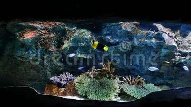 海洋馆里美丽的鱼对水生植物的装饰背景。 鱼缸里的一条五颜六色的鱼。