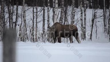 麋鹿妈妈在冬天用白桦树喂养
