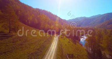 在阳光明媚的夏日早晨，中气飞越新鲜的山河和草地。 农村土路下面.. 奶牛和汽车。