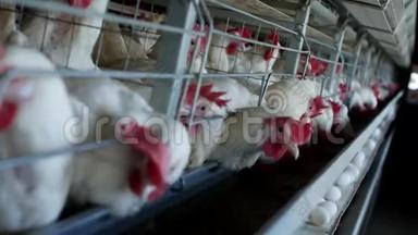 养鸡的家禽<strong>养殖场</strong>，鸡蛋经过，鸡和蛋，生产