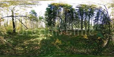 城市公园休闲区的UHD4K360VR虚拟现实。 秋天或夏天的树木和绿草