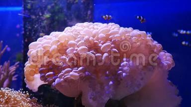 <strong>海底世界</strong>美丽的海洋花，有珊瑚和鱼