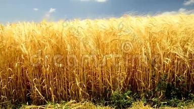 大麦场在夏日的灯光下