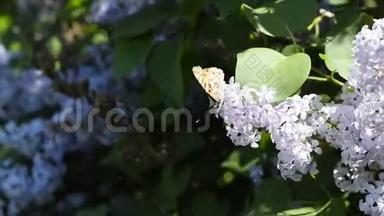 蝴蝶瓦内萨卡迪对丁香花。 授粉开花