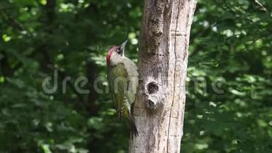 绿色啄木鸟，皮克斯维里迪斯