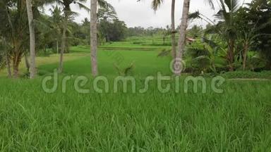 绿色背景。 巴厘岛稻田4K飞无人机视频.. 青黄相接的景观.. 稻田、草地