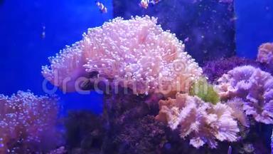 海底世界美丽的海洋花，有珊瑚和鱼