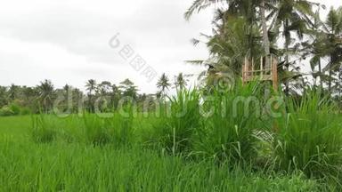 绿色背景。 巴厘岛<strong>稻田</strong>4K飞无人机视频.. 青黄相接的景观.. <strong>稻田</strong>、草地