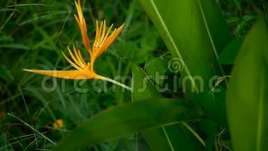 橙黄螺旋，Strelitzia，鸟乐园宏观特写，绿色背景.. 异国热带盛开<strong>的</strong>花朵