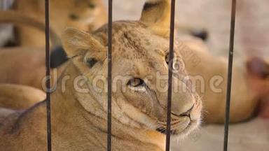 笼子里的狮子。 这只母狮子正在动物园里休息，一群狮子在动物园里休息