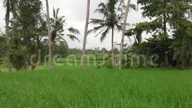 绿色背景。 巴厘岛稻田4K飞无人机视频.. 青黄相接的景观.. 稻田、草地